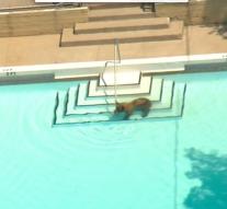 Bear cools off in pool