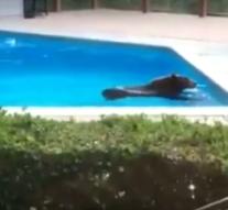 Bear pulls laps in pool