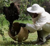 Bees make it difficult rescuers