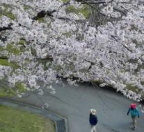 Beetle threatens Japanese iconic cherry blossoms