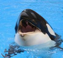 Behavior orca Morgan perfectly normal '