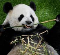 'Belgian' panda conceived