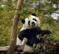 'Belgian' panda probably pregnant