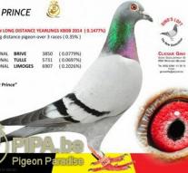 Belgian pigeon with 360,000 euro expensive ever