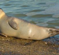Belgian seals resting place sunk