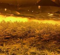 Belt breeding cannabis in nuclear bunker