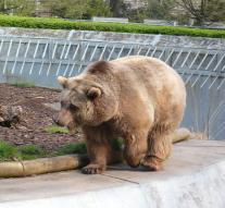 Berlin bear Schnute is dead