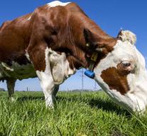 Bh remedies udder problems Scottish cow