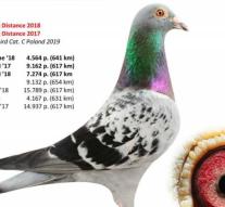 Bids on prize pigeon Armando exceed the million