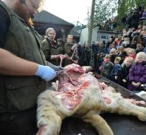 Biologists dissect lion for children's eyes
