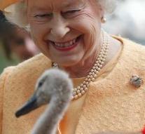 Bird flu in swans of British queen