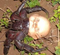 Bizarre: lobster uses dollhead as a body
