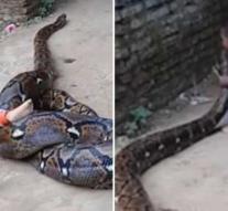 Bizarre: toddler plays with giant python