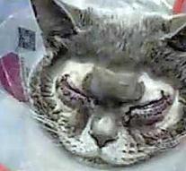 Bizarre: woman brings 'ugly' cat to plastic surgeon