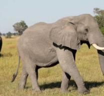 Botswana is considering allowing elephant hunting