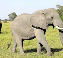 Botswana is considering releasing elephant hunting