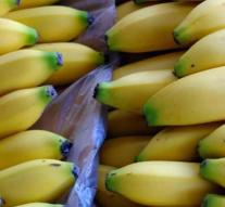 Box filler finds kilo coke between the bananas