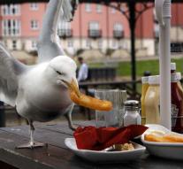 Brute: man slaps seagull to death for seared fries