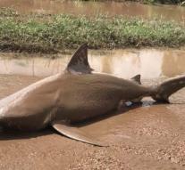 Bull shark washes up on the streets after Cyclone Debbie