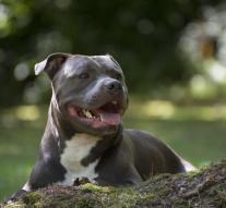 Bull Terrier owner bite death