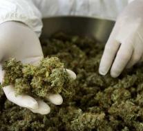 'BV Netherlands deserves millions of cannabis market'
