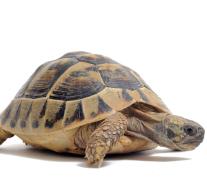 Canadian gives smuggle turtles to 1600