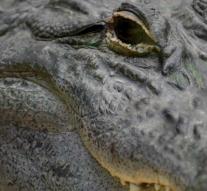 Castaway seeks between crocodiles