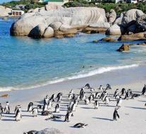Cat hunts on South African penguins