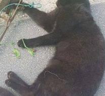 Cat stuck in fox clamp: Flipke was almost dead
