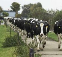'Cattle cattle rapidly shrink for climate target'