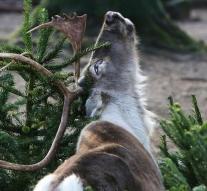 'Certainly quarter million reindeer must die '
