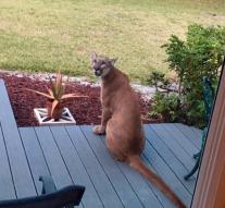 Child spot cougar doorstep