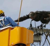 Chimpanzee put Japanese city on stilts