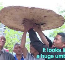 Chinese discovered huge mushroom