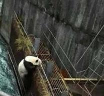 Chinese panda saved from drowning