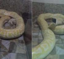 Chinese zoo carries puppies to python