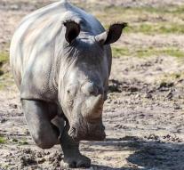 Chocolate honors butchered rhino
