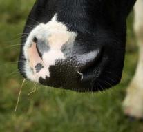 Cow kicks man dead in Flanders