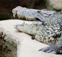 Crocodiles released into school Darwin