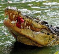 Crocodiles searched for guarding prisoners