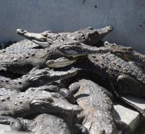 Crocodiles youth by malpractice boss
