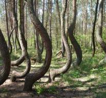 Curved forest goes viral