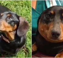 Dachshund swells up: from sausage dog to meatball