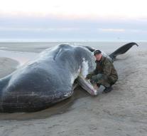 Dead sperm whales stranded on German island