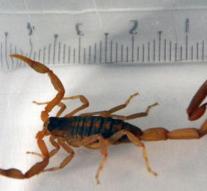 Deadly scorpion puts woman in Hamburg hotel