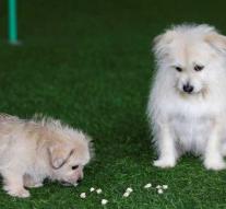 Dog cloned from film: 'This is getting even better'