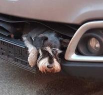 Dog locked for hours in car bumper after collision