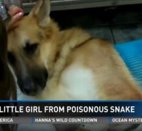 Dog rescues girl (7) of rattlesnake