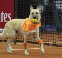 Dogs fetch on tennis