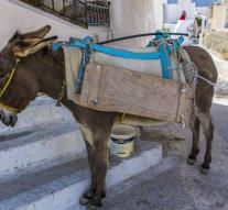 Donkeys break back through thick tourist Santorini